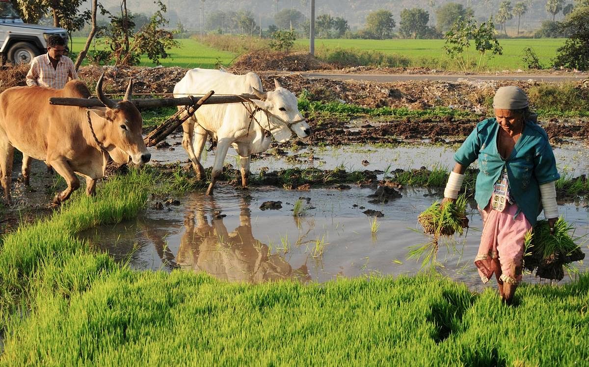 Telangana Farmers
