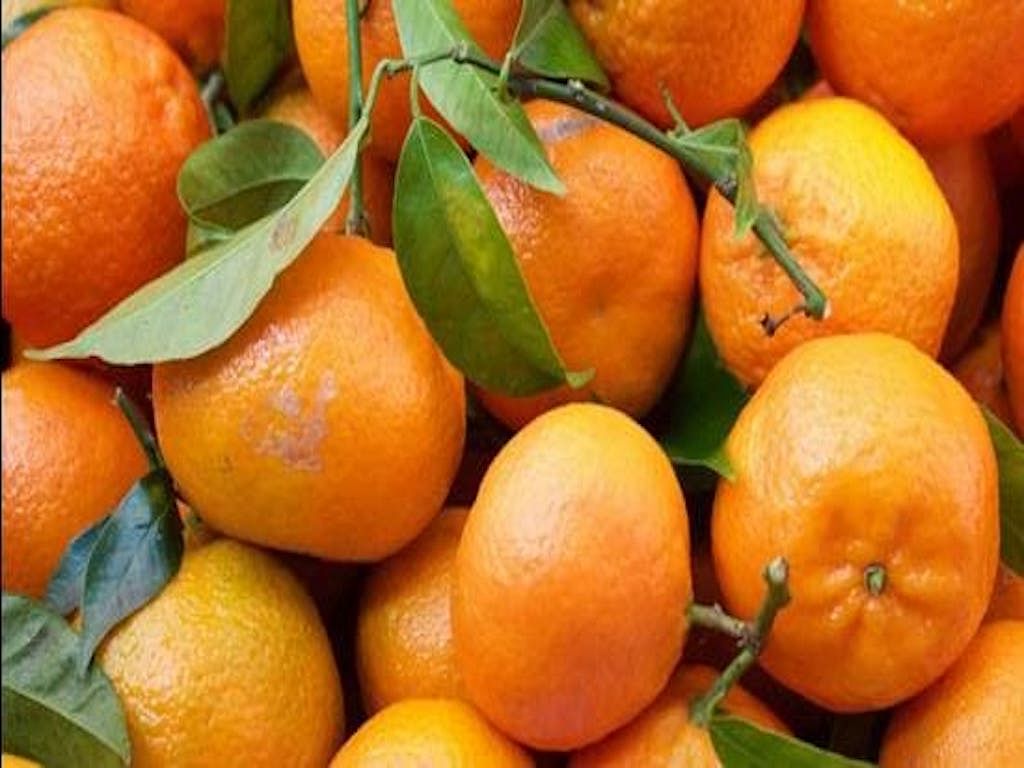 Tamenglong Orange