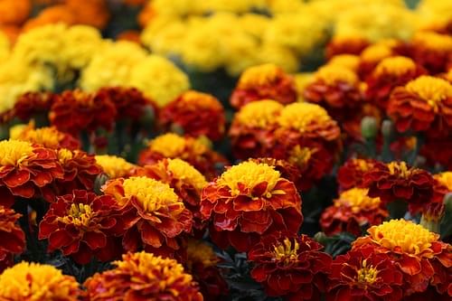 Red Marigold