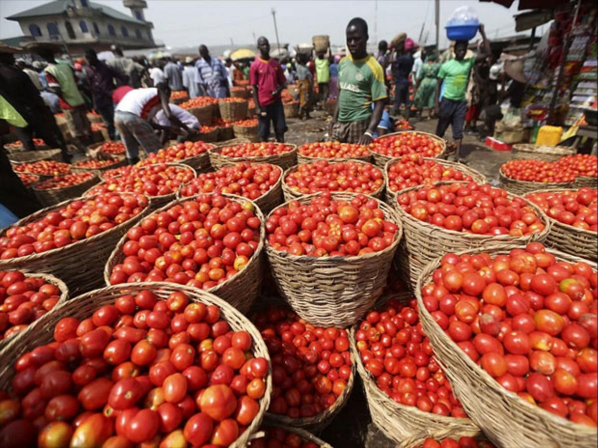 Tomato prices continue to rise in India