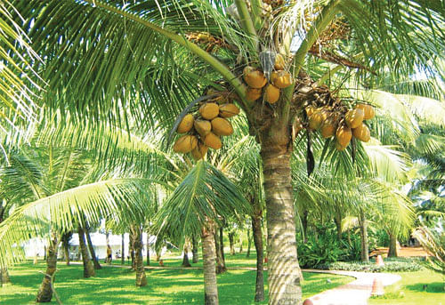 Coconut Tree