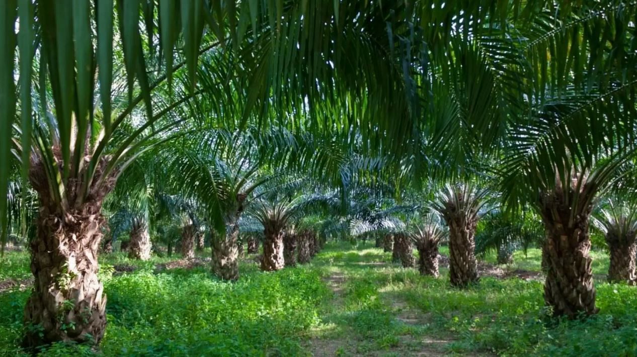 Cultivation of Palm Oil