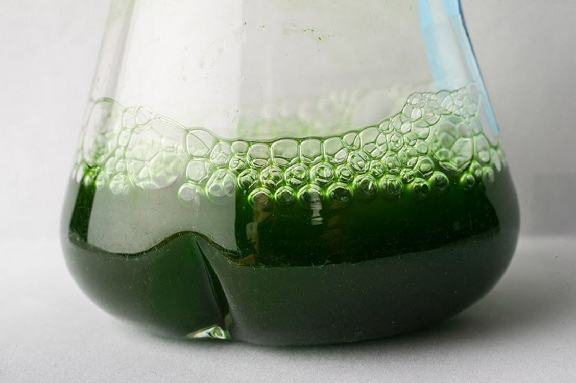 Photosynthetic Organisms to Produce Ethylene (Pic Credit- Phys.org)