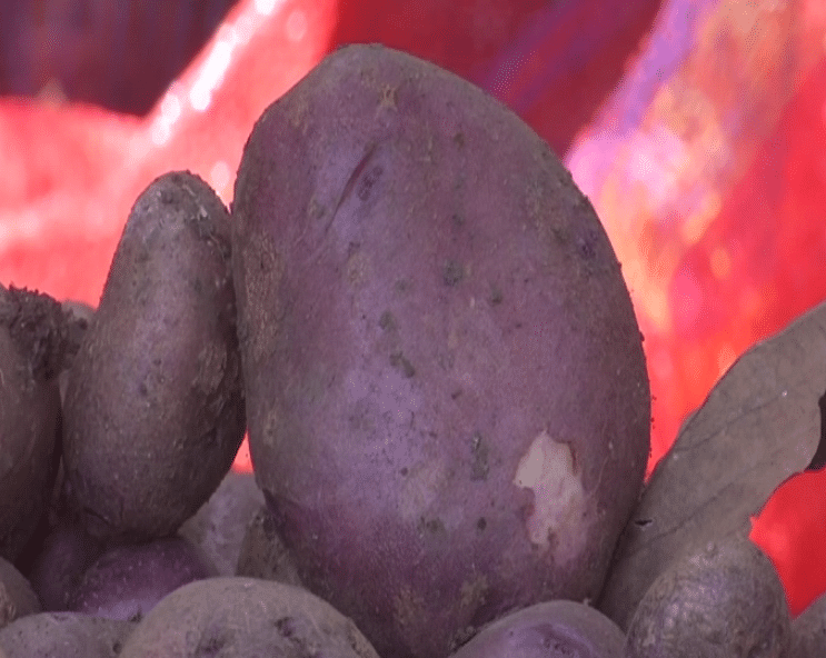 Neelkanth Kurfi (Blue Potatoes)