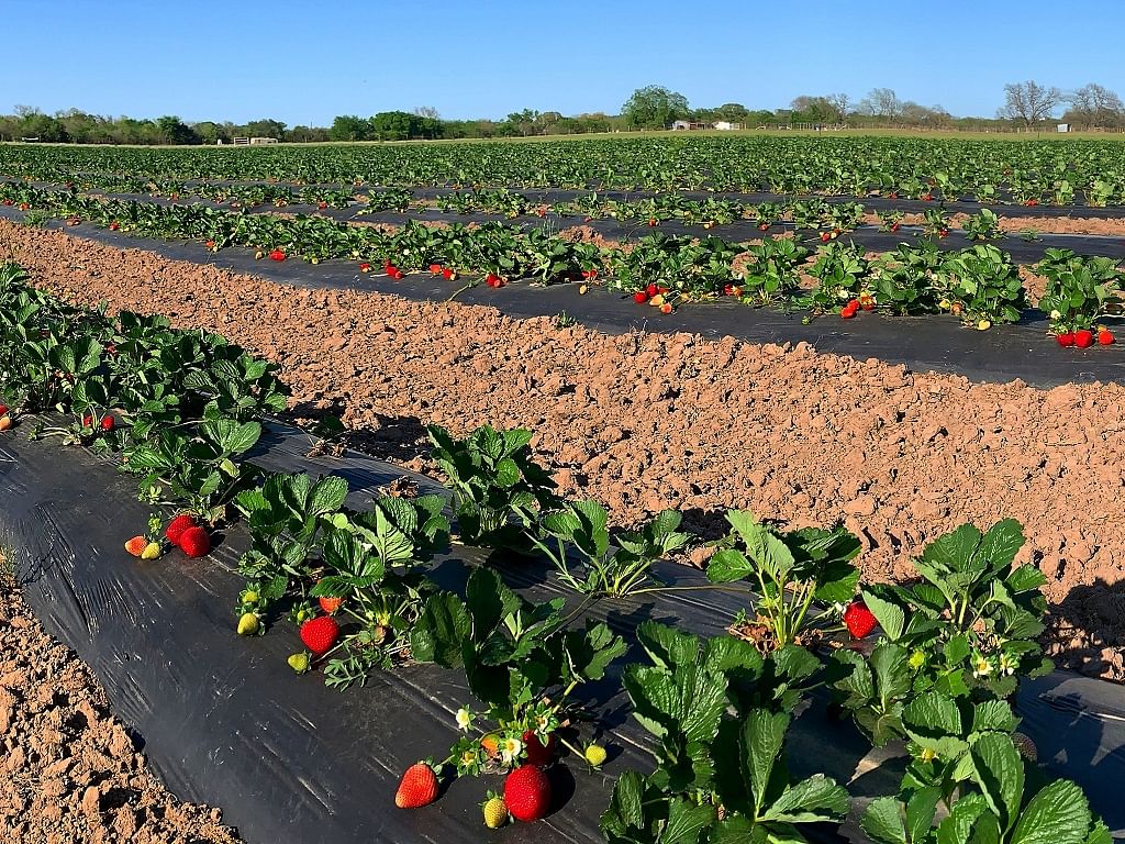 More than 20 districts in the state, including the drought-prone Bundelkhand area, are currently cultivating strawberry.