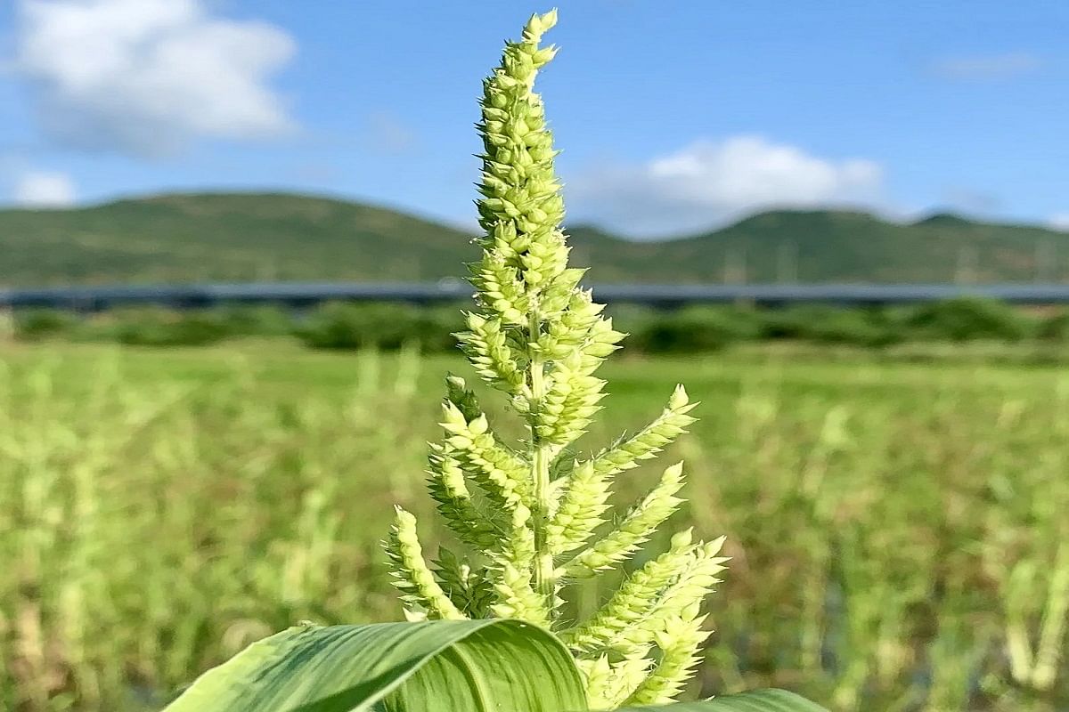 Japanese Barnyard Millet, Oodalu, Ooda, Sanwa, Sawan, and Sanwank are some of the other names for it