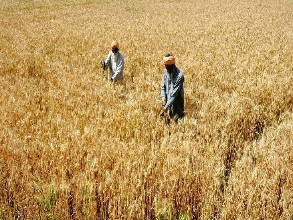 Early seeding of wheat in October was promoted among farmers to escape the heat in March
