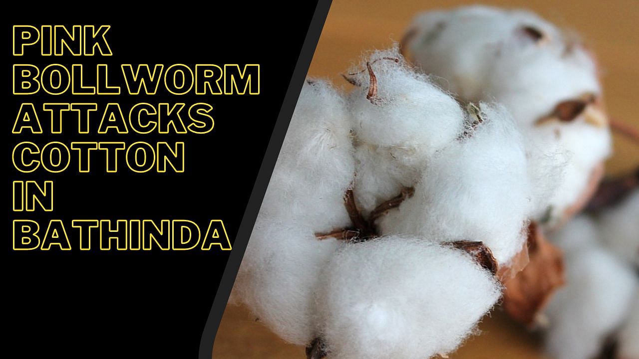 Bollworm is a deadly pest that appears when the cotton plant is in the flowering stage. (Image Courtesy- Canva)