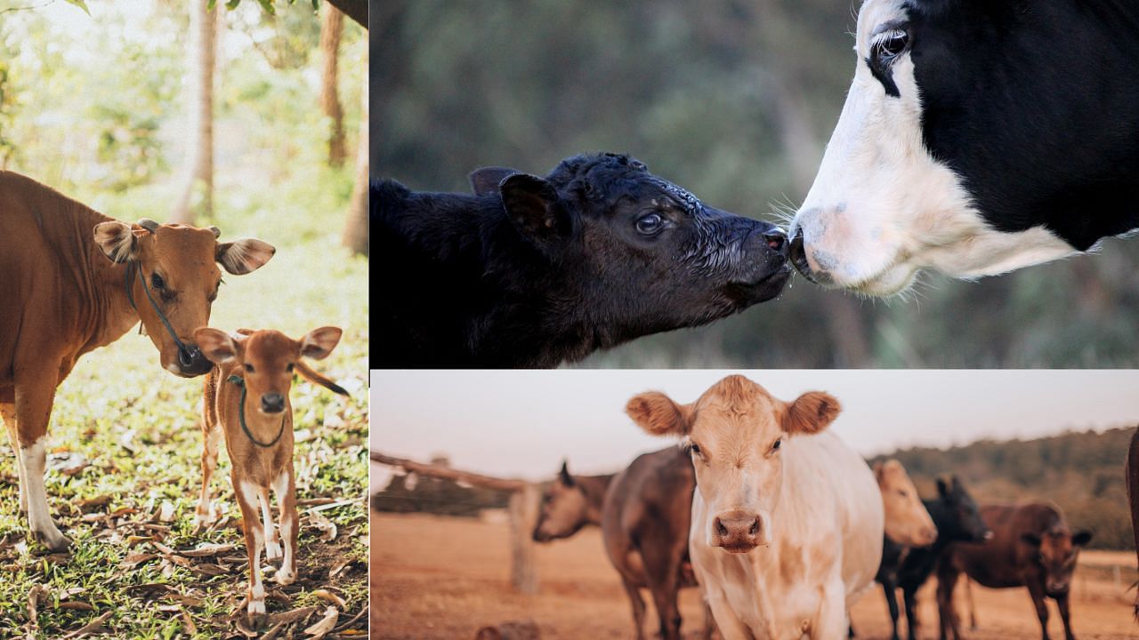 Cows should receive a balanced diet that supports their growth and reproductive health. (Image Courtesy- Canva)
