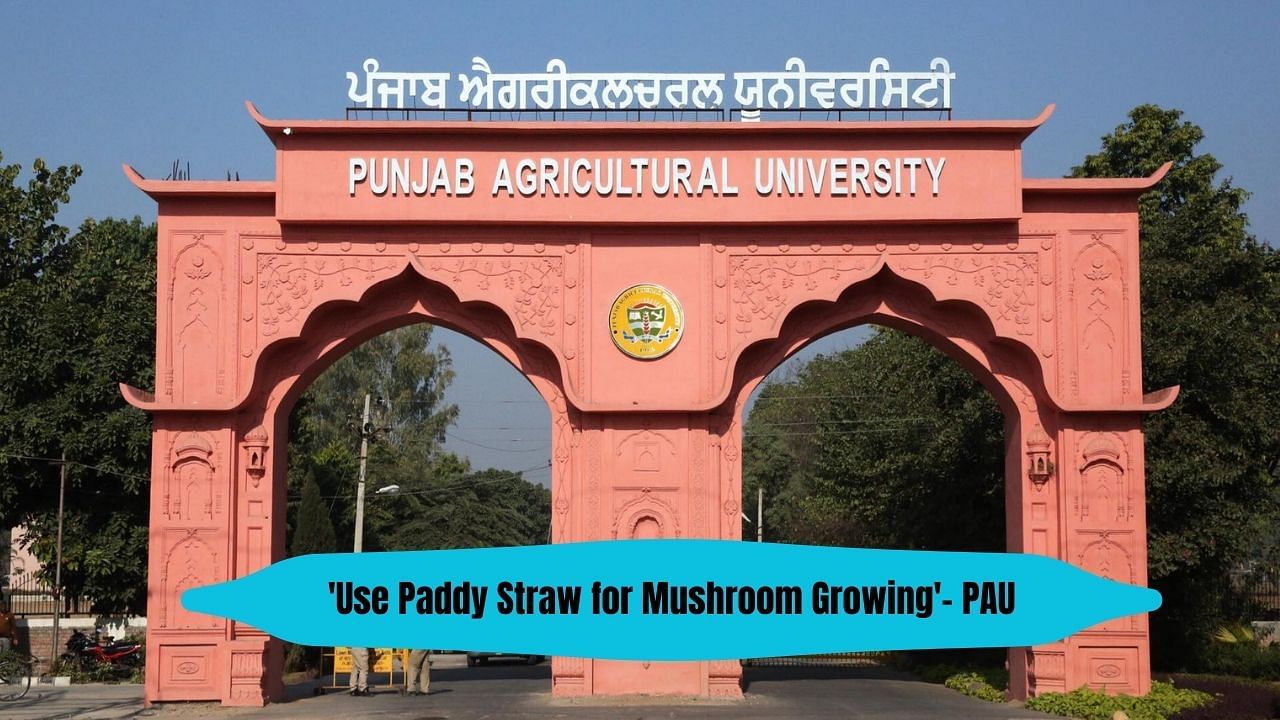 The training course at PAU centred around cultivation practices, processing, marketing and loan facilities for mushroom growers. (Image Courtesy- Facebook/PAU)