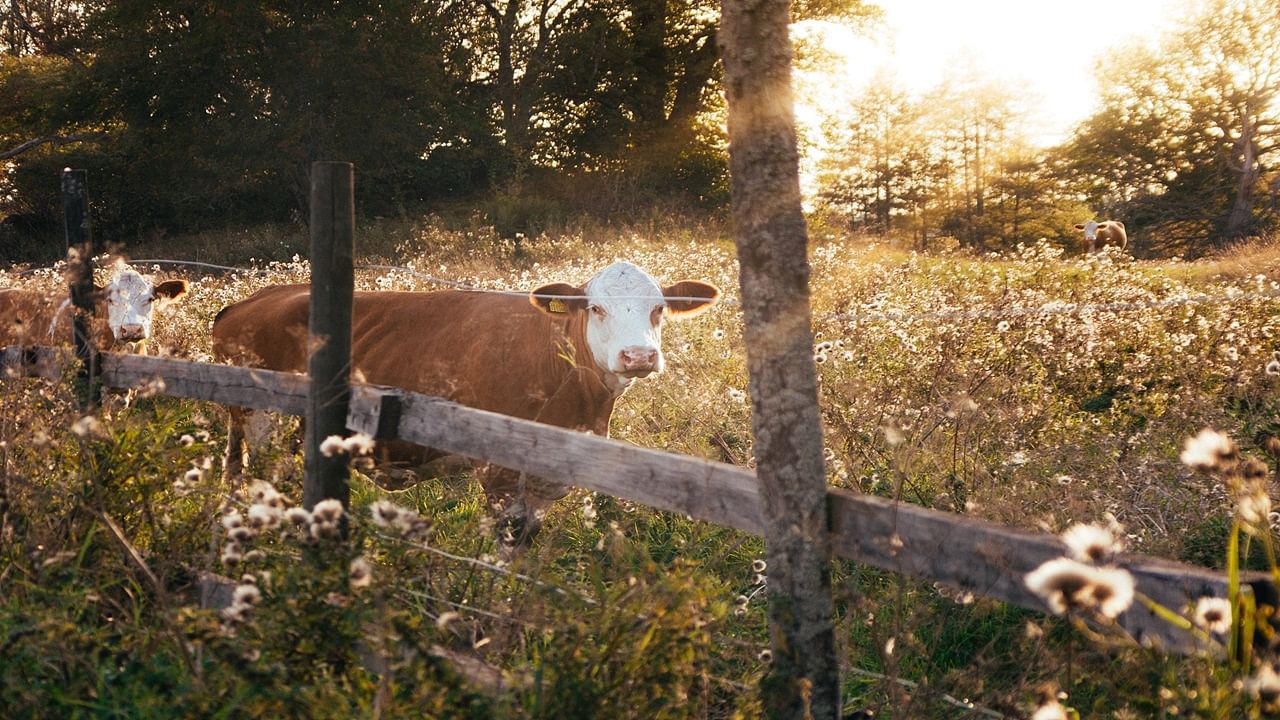 Even though the initiative is just getting started, it is a crucial first step in the introduction of more climate-resilient animal agriculture. (Image Courtesy- Unsplash)