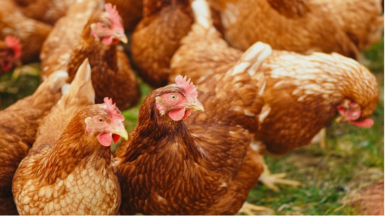 India's Second Human Bird Flu Case Confirmed by WHO; Know the Implications for the Poultry Industry, Image Source: Pexel