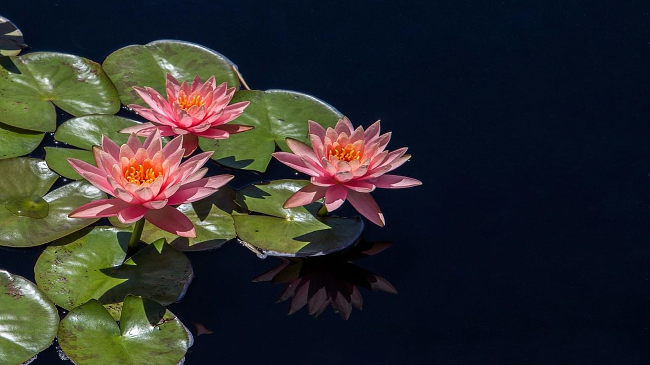 With numerous religious events unfolding throughout the year in the country, the demand for lotus flowers has remained consistent. (Picture Courtesy: Pexels)