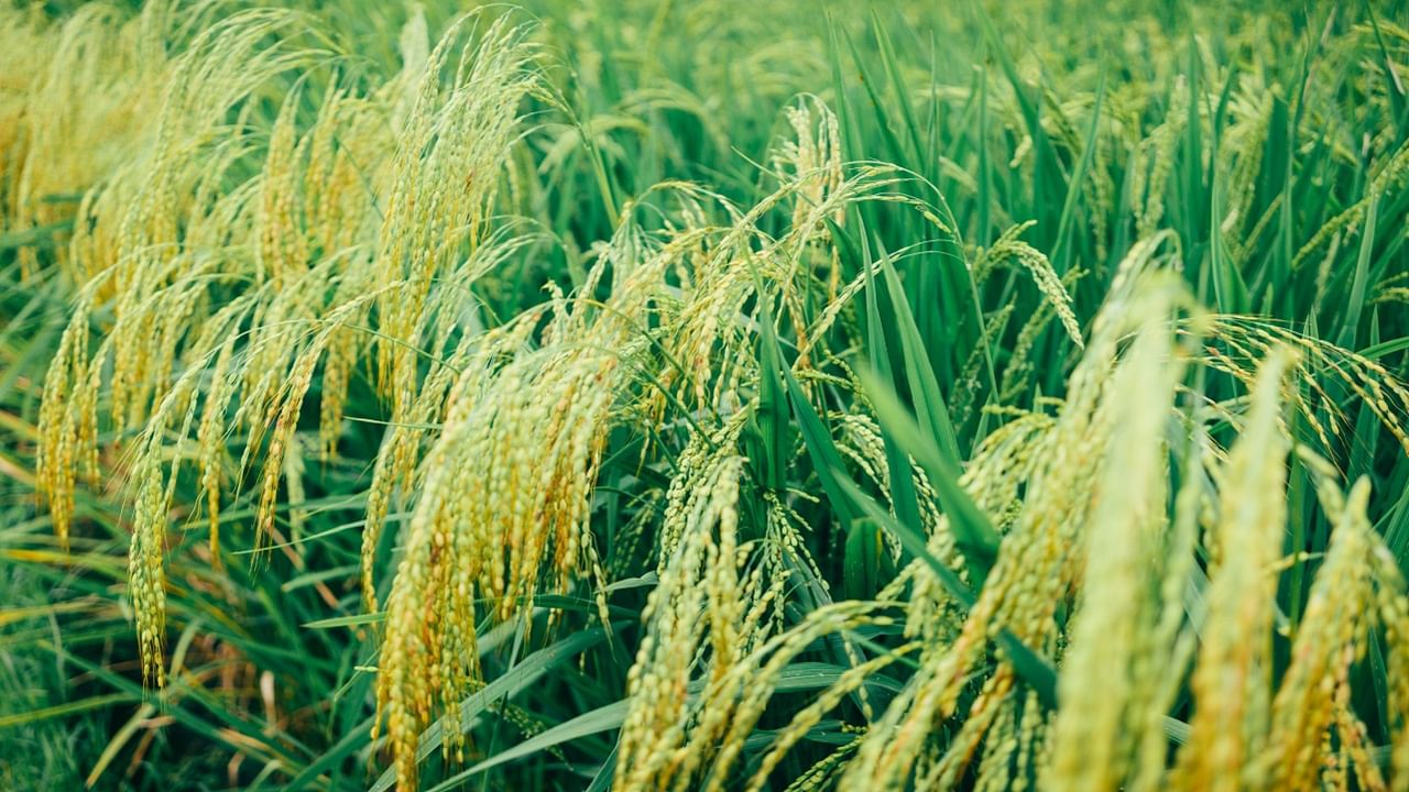The state government offers a Rs 4,000 per acre incentive to encourage water conservation through the adoption of DSR for paddy cultivation. (Picture Courtesy: Pexels)