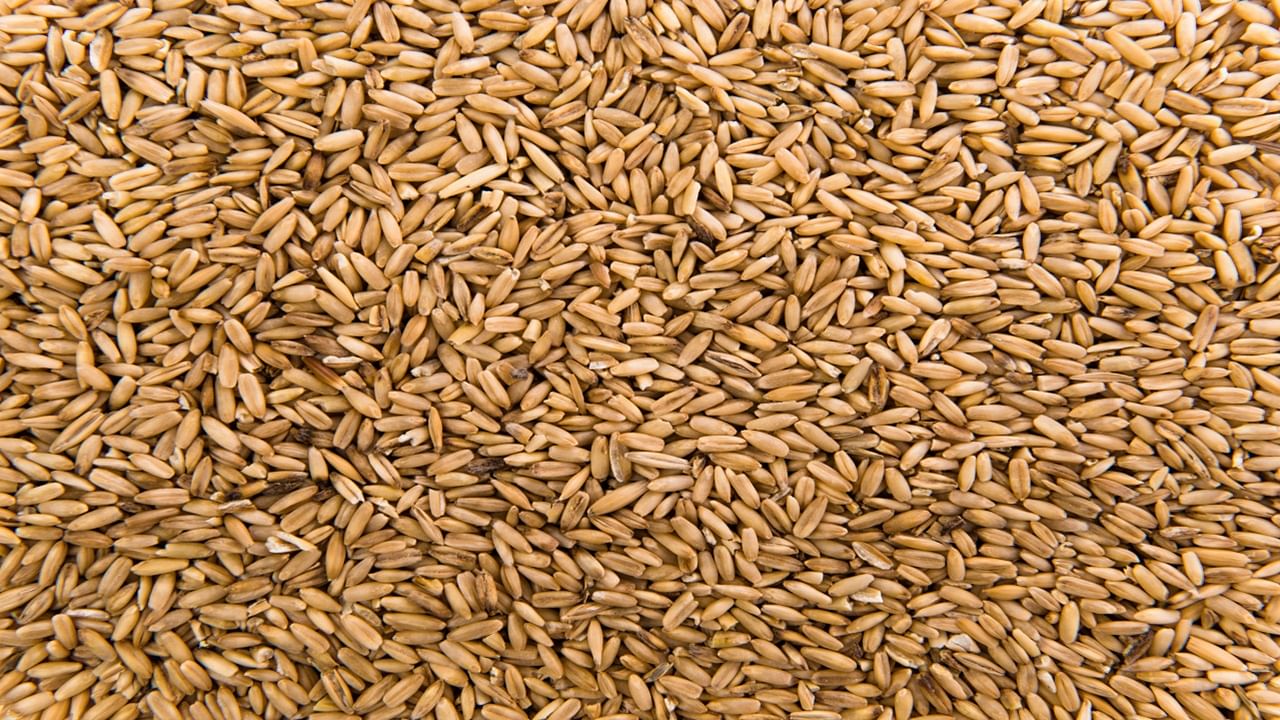 This high-yielding wheat variant has been designed to thrive with just two spells of irrigation and moderate fertilisers. (Representational Image, Courtesy: Freepik)