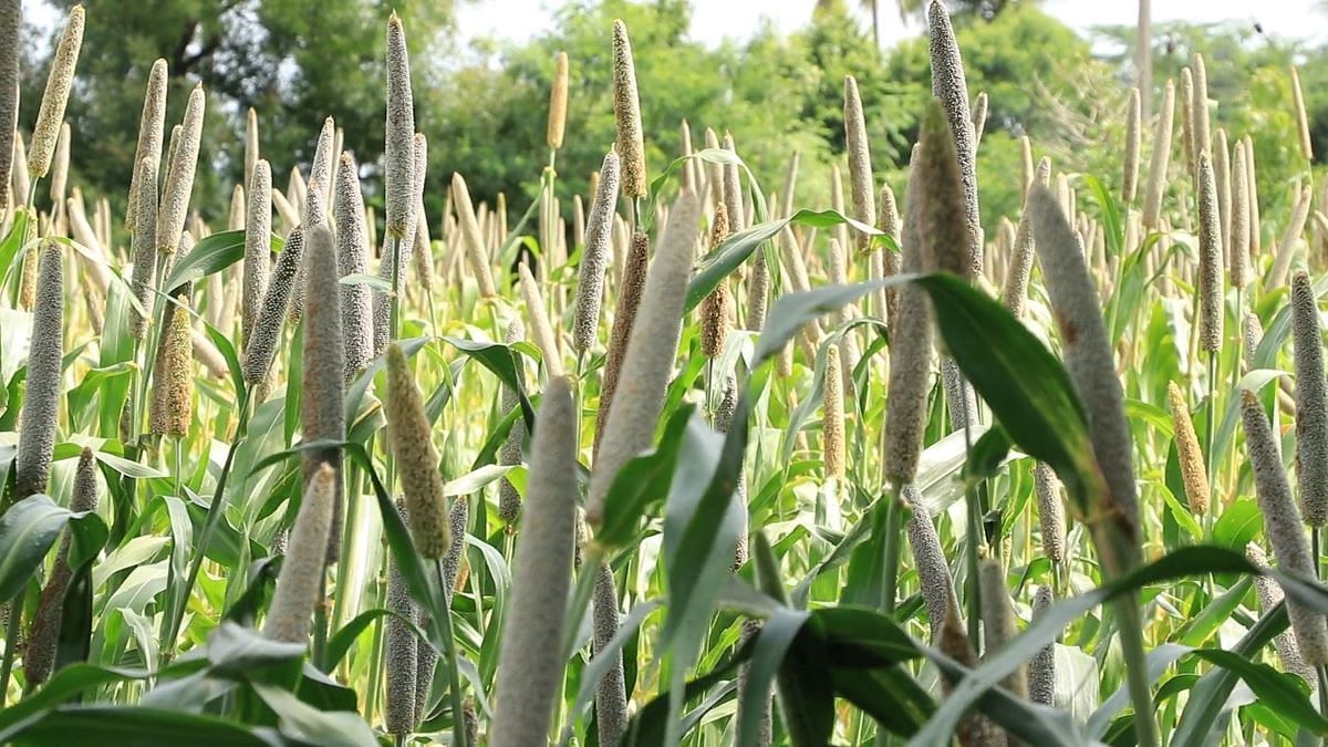 Rising Millet Prices Exceed MSP Due to Increased Demand from Food Companies (Photo Source: Pexels)