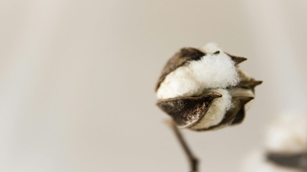 Agricultural scientists advocate for deep plowing at the end of February, especially following cotton cultivation, to mitigate the risk of bird predation on leftover seeds and to eliminate harmful pests. (Representational Image. Courtesy: Pexels)