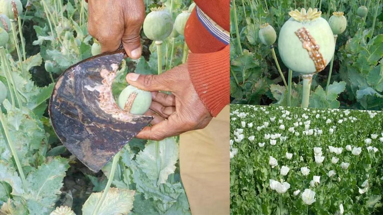 New variety of opium 'Chetak' developed at MPUAT