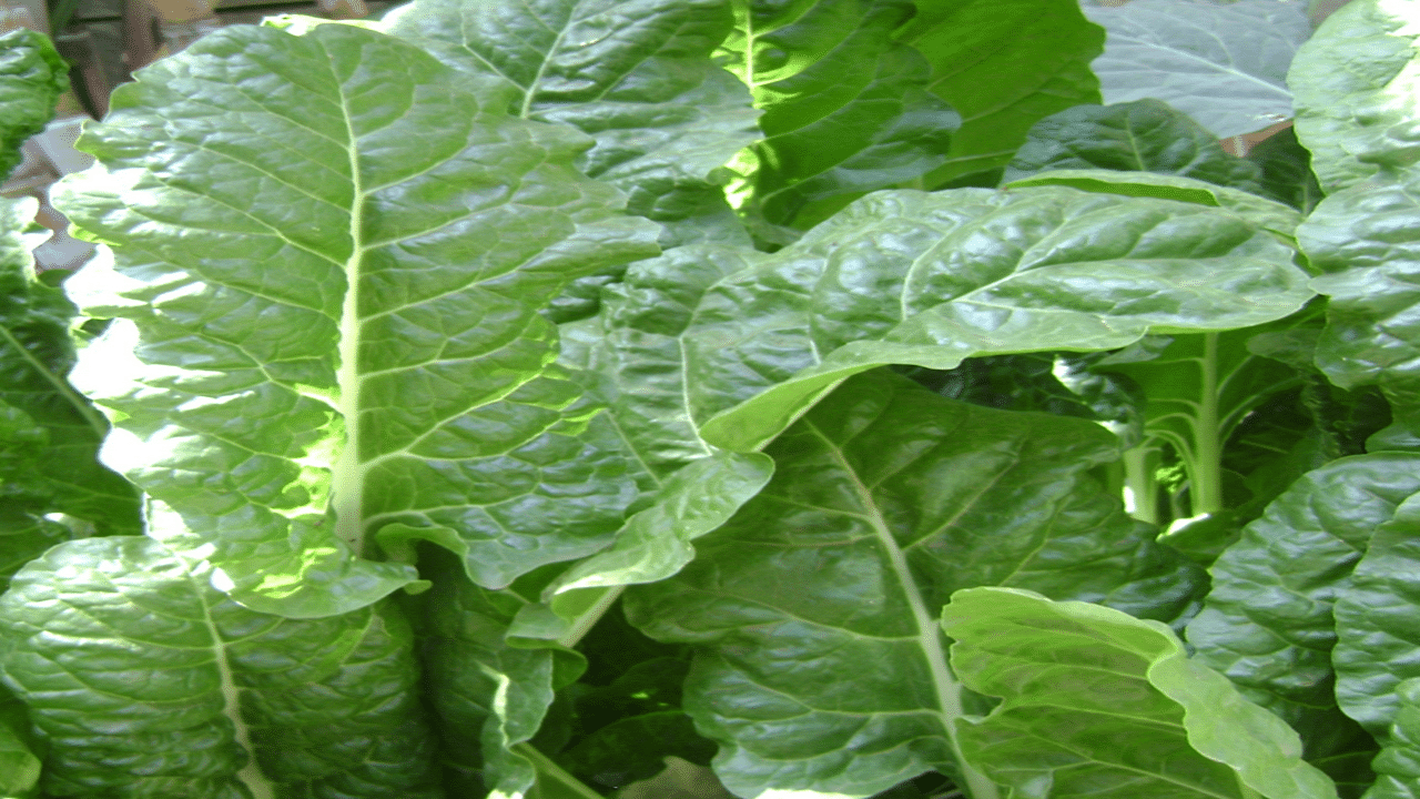 Spinach (Image source: Canva)