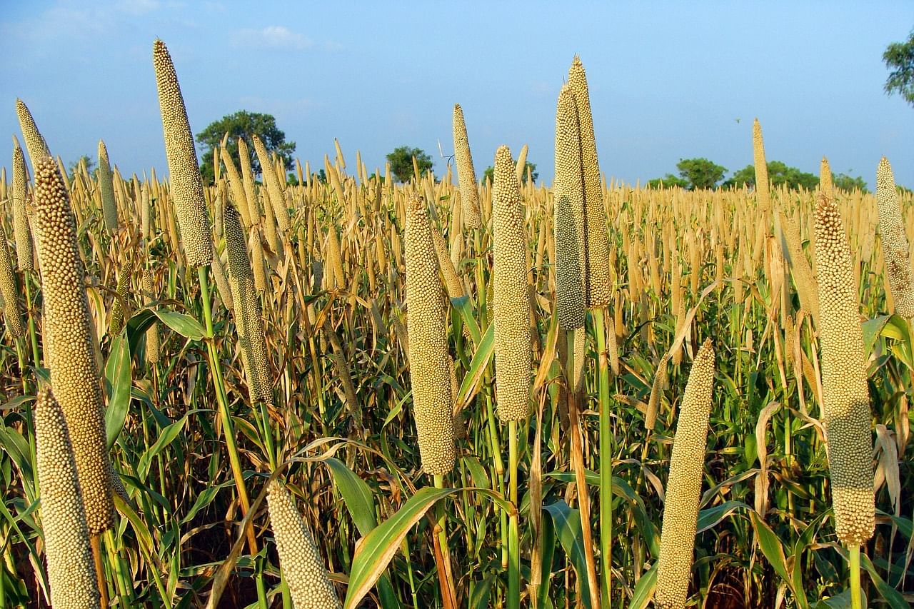 Rajasthan Government offers Free Seed Kits to boost Millet Production Among Farmers (Photo Source: Pixabay)