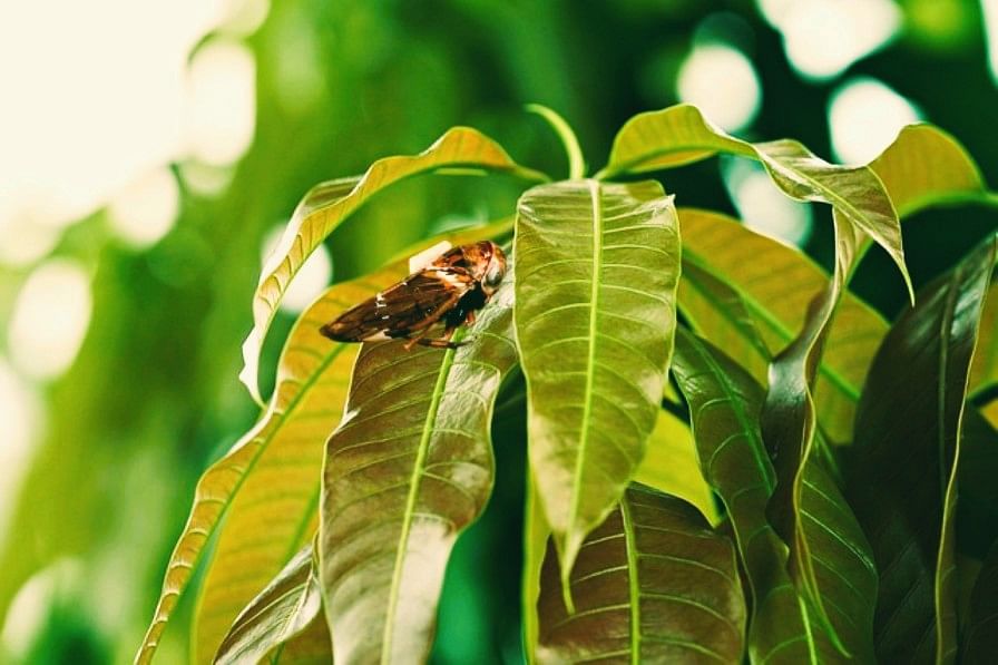 Protect Your Mango Harvest with These Effective Tips Against Menace of Hoppers