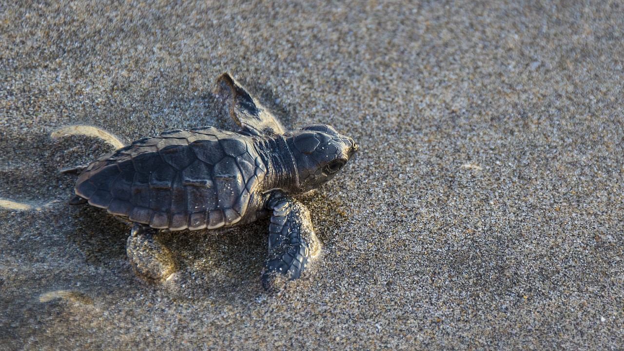 TN Govt Launches Climate-Resilient Hatcheries to Safeguard Olive Ridley Turtles (Photo Source: PIxabay)