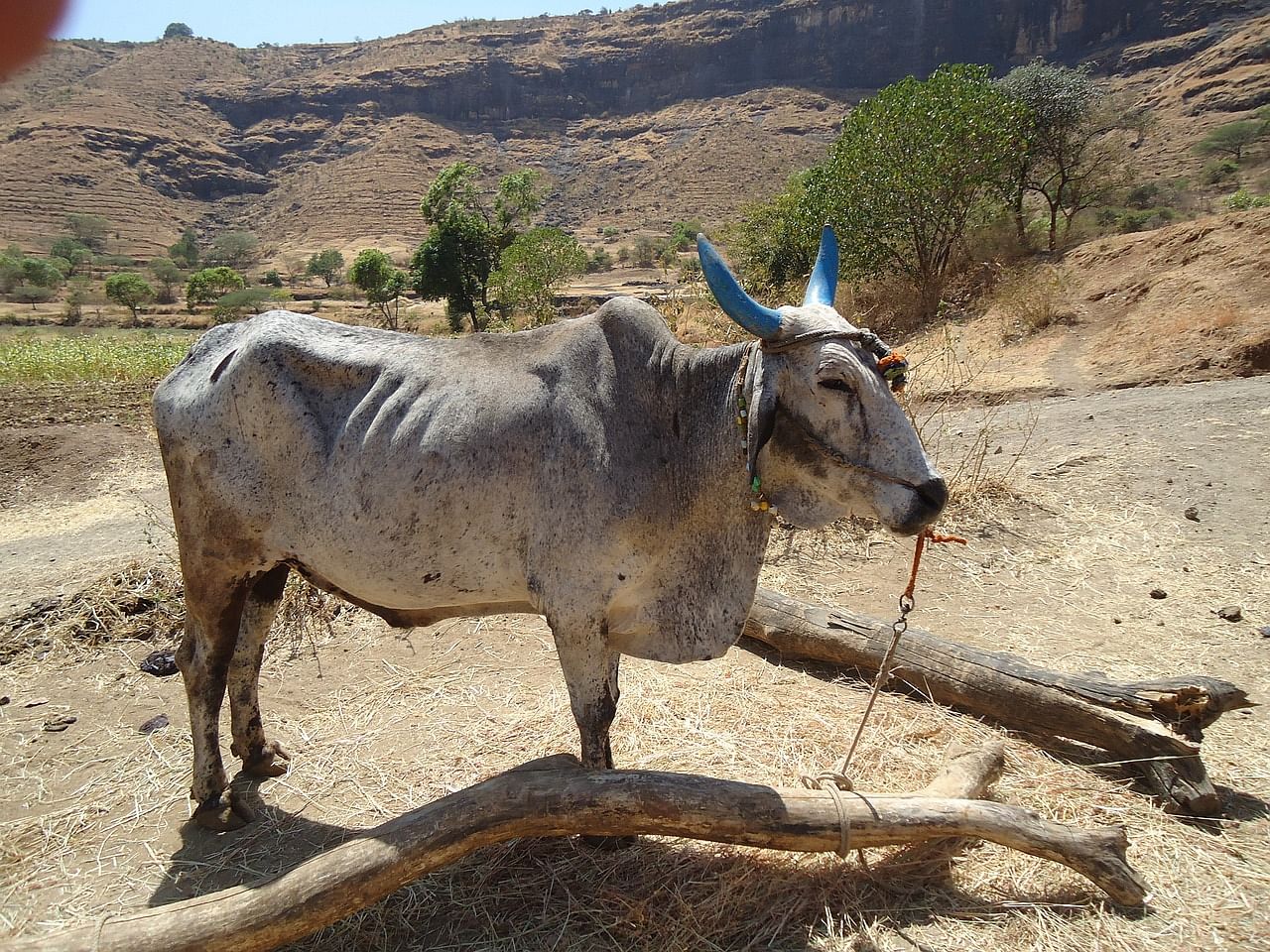 Why is Heat Stress Management Vital in India's Dairy Sector (Photo Source: Pixabay)