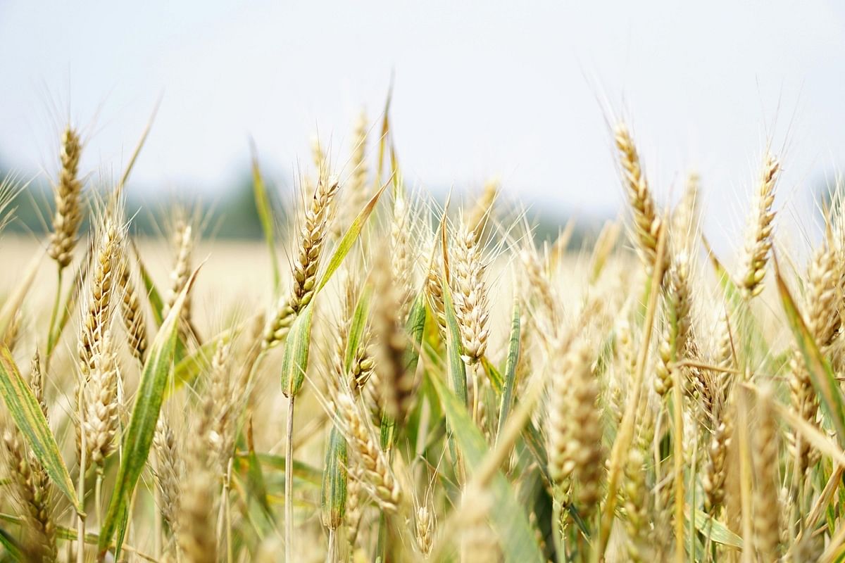 Govt Mandates Weekly Declaration of Wheat Stock to Curb Hoarding and Ensure Food Security (Photo Source: Pexels)